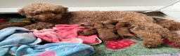 Miniature Poodle dogs for sale: Gorgeous Red Miniature Poodle pups KC Registered  in Exmouth - Advert 19
