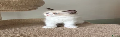 Ragdoll 4