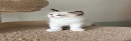 Ragdoll cats for sale: Five Little Kittens are Waiting for YOU - Advert 3