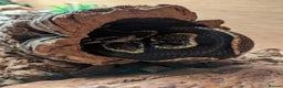 Python Snake reptiles for sale: Beautiful Male Ball Python - Advert 5