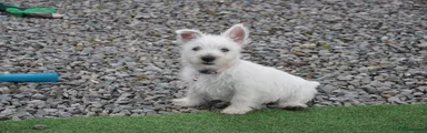 West Highland Terrier Puppy 2
