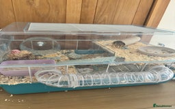 Hamster rodents for sale: Friendly dwarf hamster - 12 weeks old  - Image 11