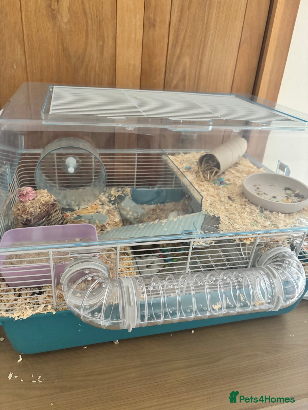 Hamster rodents for sale: Friendly dwarf hamster - 12 weeks old  - Image 11
