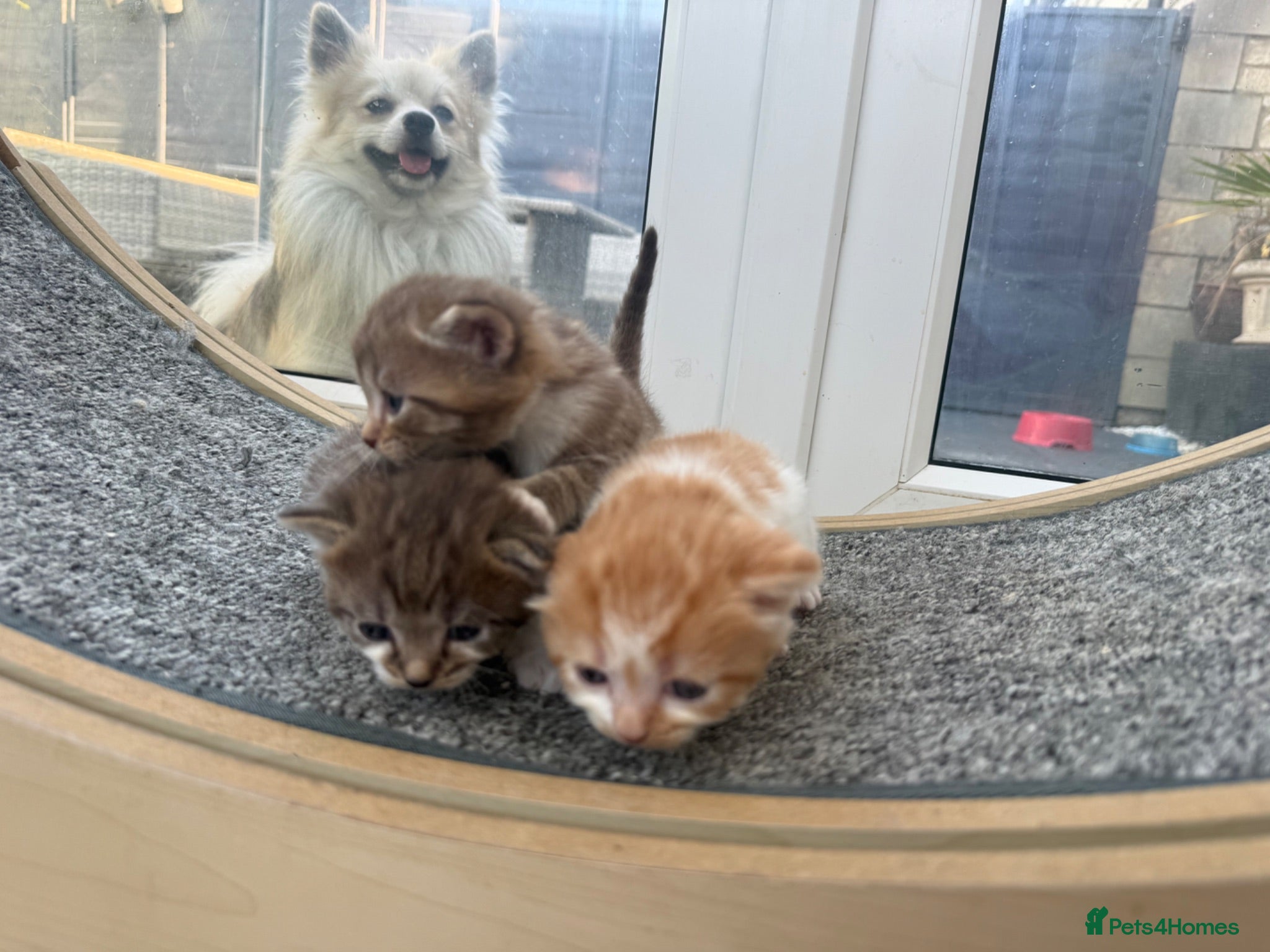 Norwegian Forest Cat cats 3 beautiful boys raised in family home  - Advert 2