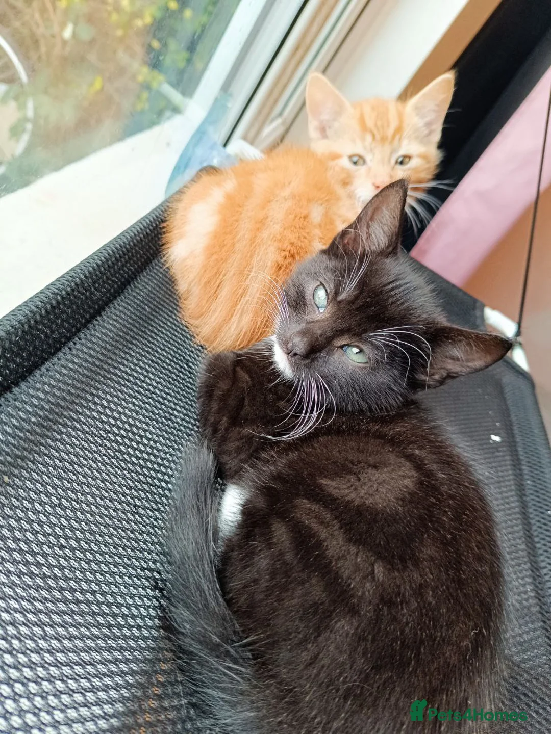 Mixed Breed cats for sale: Adorable Kittens Looking for Loving Homes - Advert 3