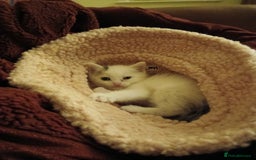 British Shorthair cats for sale: Wee George  - Image 2