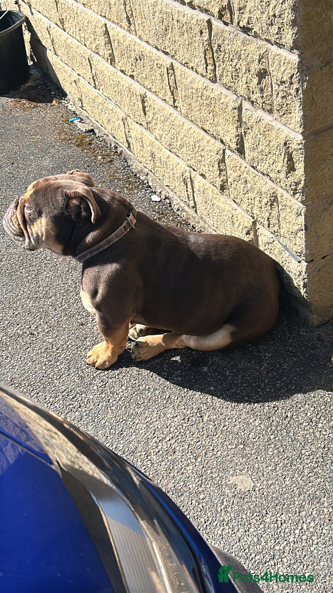 English Bulldog dogs for sale: English bulldog female  - Image 3
