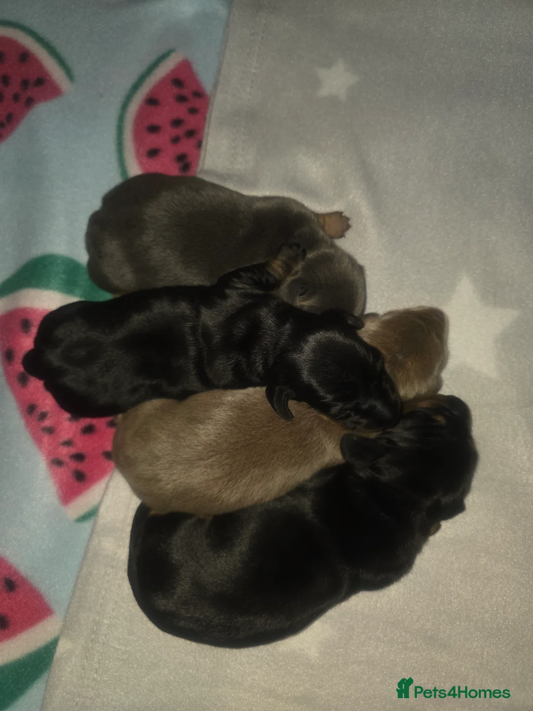 Miniature Dachshund dogs for sale: Gorgeous Litter Of Miniature Dachshunds  - Advert 9