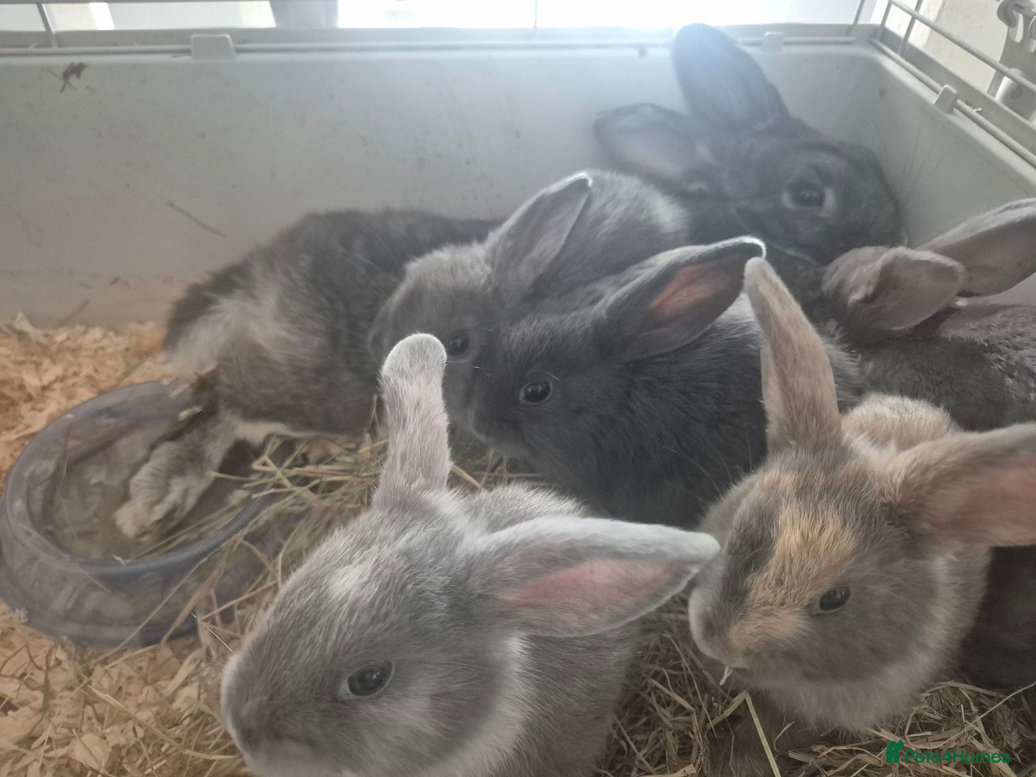 Mini Lion Lop rabbits Mini lion lops for sale 8 weeks old  - Advert 3