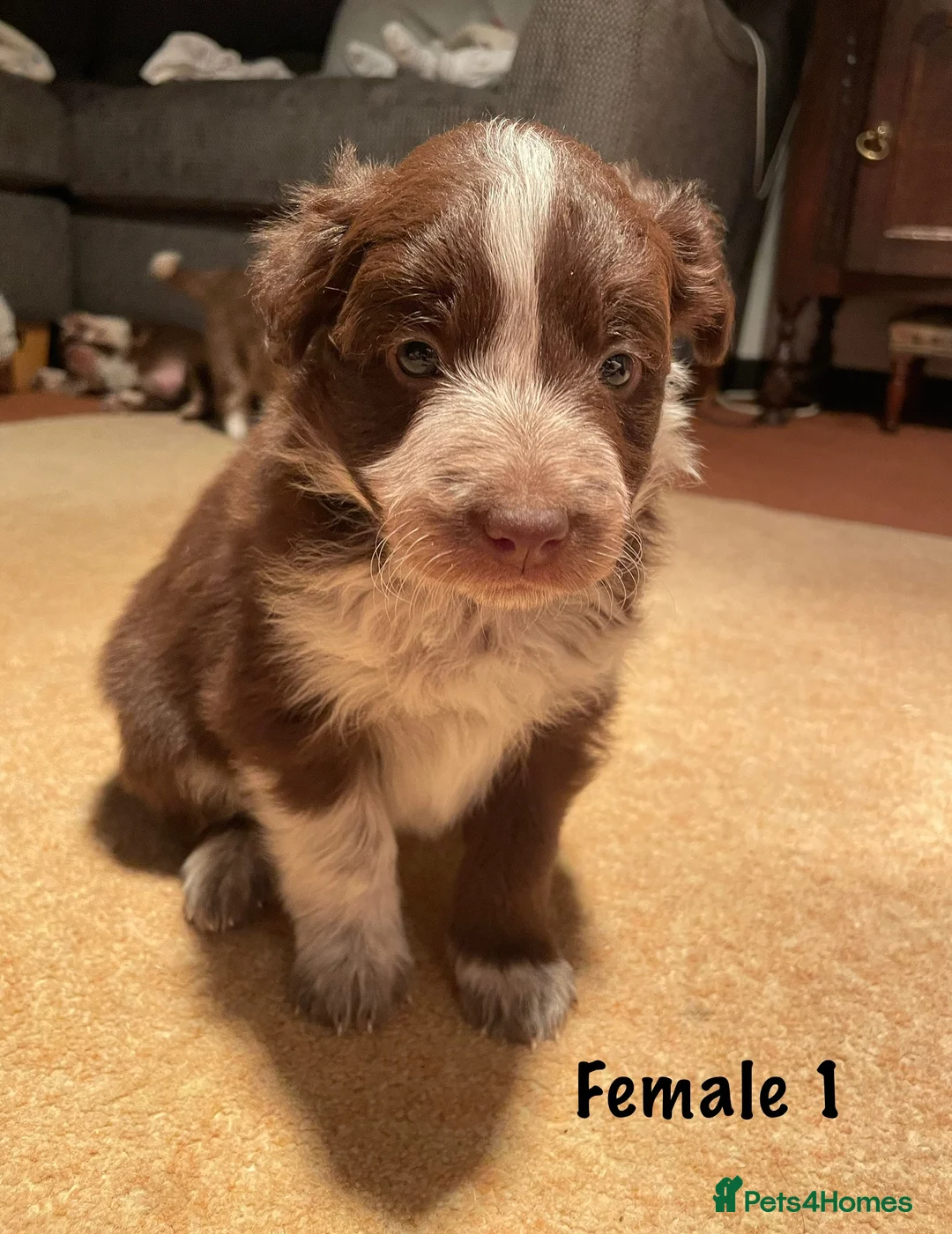 Border Collie dogs for sale: Red Border Collie Puppies - Advert 7