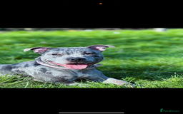 Staffordshire Bull Terrier dogs for sale: Blue and Merle girl Staffordshire Bull Terrier - Image 9