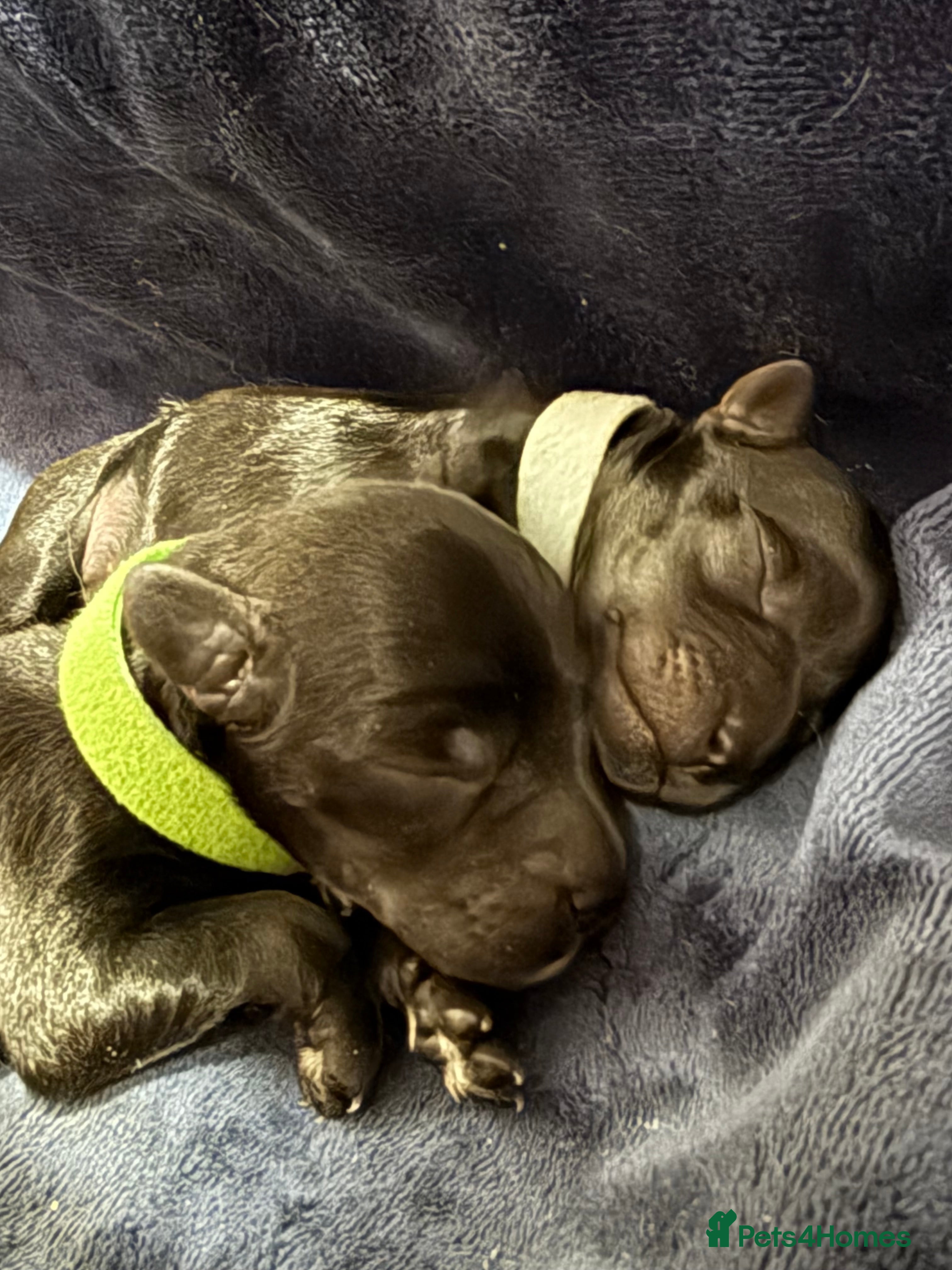 Mixed Breed dogs F1 Schnoodle Puppies all girl Litter ready March  - Advert 7