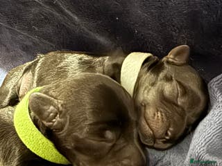 Mixed Breed dogs F1 Schnoodle Puppies all girl Litter ready March - Advert 4