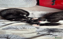 Domestic Shorthair cats for sale: 3 kittens looking for their forever homes in Newmarket - Image 7