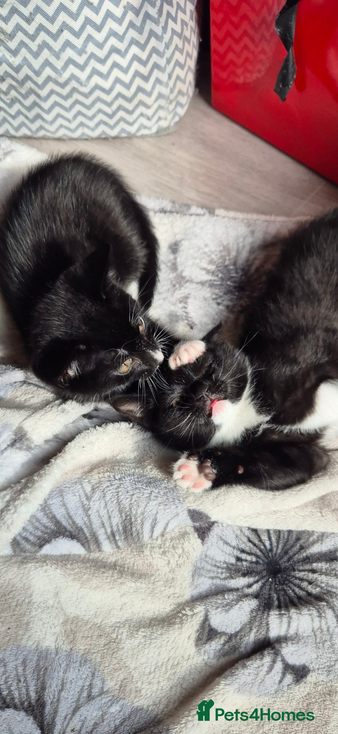 Domestic Shorthair cats for sale: 3 kittens looking for their forever homes in Newmarket - Image 7
