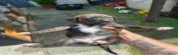Staffordshire Bull Terrier dogs for sale: Blue American staffies - Advert 10