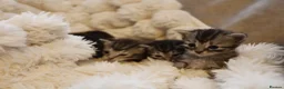 Mixed Breed cats for sale: Adorable mixed kittens for sale - Advert 18