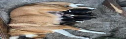 Mixed Breed dogs for sale: Collie  in Caernarfon - Advert 8