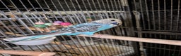 Budgerigars birds for sale: Budgies - Advert 4