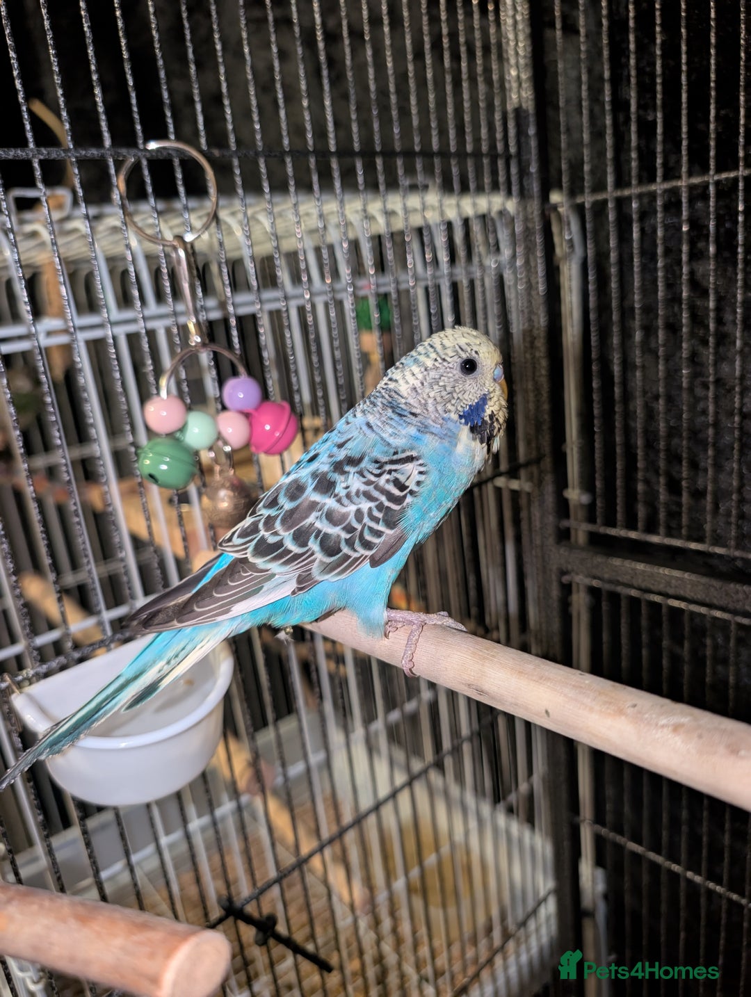 Budgerigars birds for sale: Budgies - Advert 4