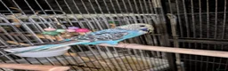 Budgerigars birds for sale: Budgies - Advert 4