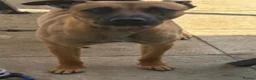 Belgian Shepherd Dog dogs for sale: URGENTLY NEED TO REHOME in London - Advert 3
