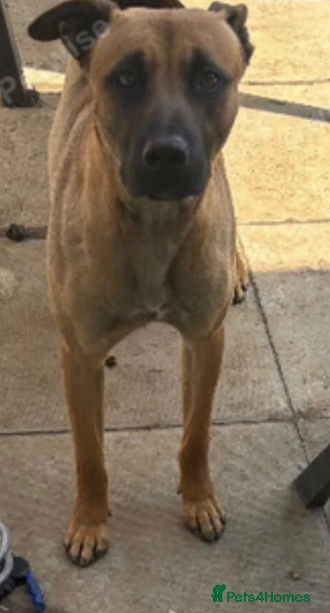 Belgian Shepherd Dog dogs for sale: URGENTLY NEED TO REHOME in London - Advert 3