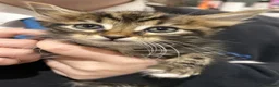 Mixed Breed cats for sale: Beautiful litter of kittens  in Barnsley - Advert 5