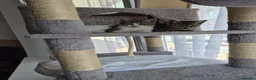 Domestic Shorthair cats for adoption: Poppy and Pip brother and sister for adoption ❤️ - Advert 6