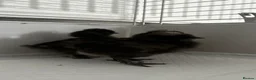 Chickens poultry for sale: Black Silkie Chickens  in Milton Keynes - Advert 4