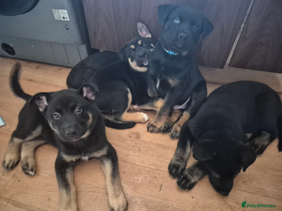 Mixed Breed dogs for sale: READY NOW! Stunning litter of puppies!! - Advert 1