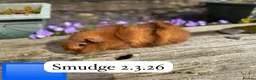 Guinea Pig rodents for sale: Gorgeous baby and young guinea pigs ready now - Advert 16