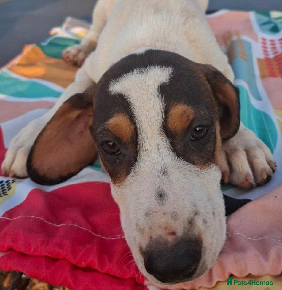 Mixed Breed dogs Looking for loving homes  - Advert 2