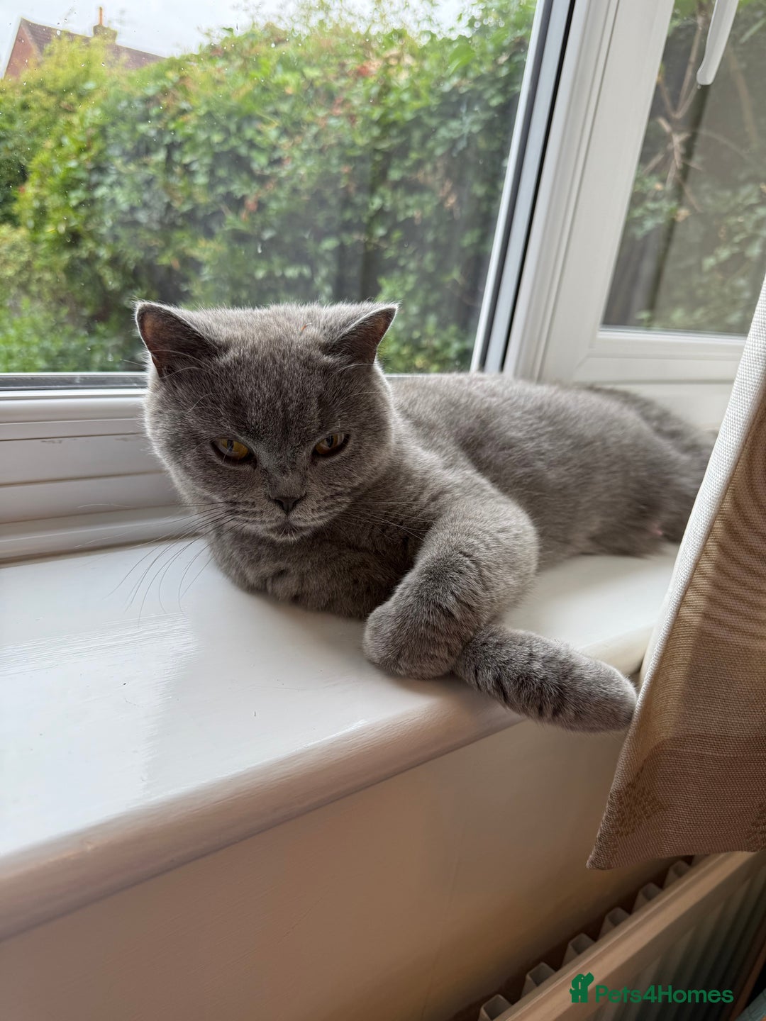 British Shorthair cats for sale: British Shorthair kittens for sale  - Image 5