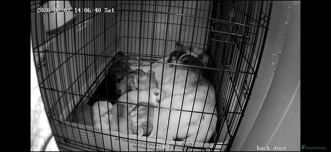 Shepsky dogs for sale: We have 7 beautiful shepskys 2 girls 5 boys in Wisbech - Advert 2