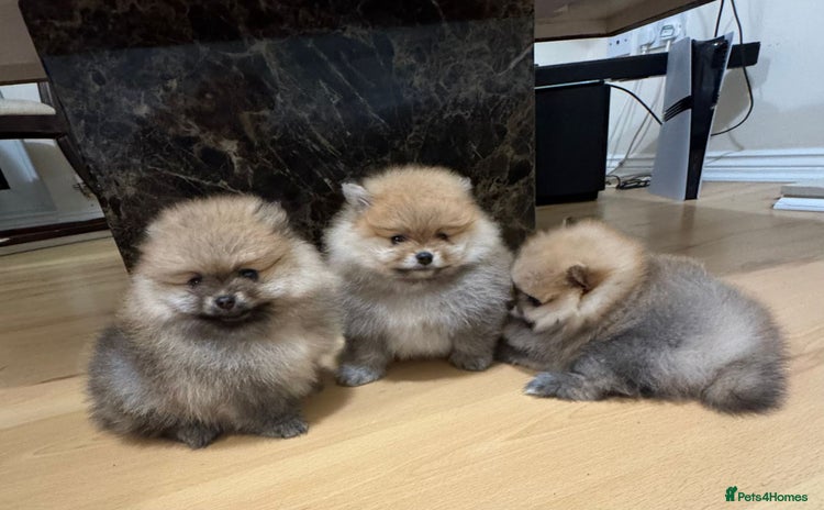 Pomeranian dogs - Advert 1