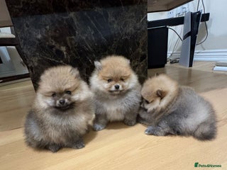 Pomeranian dogs - Advert 30