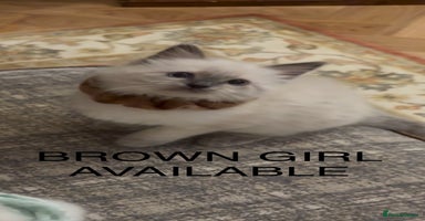 Ragdoll cats - Advert 15