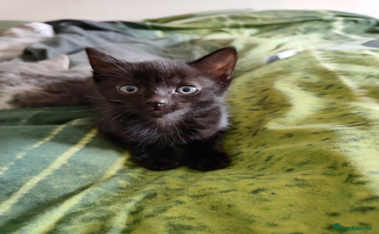 Mixed Breed cats - Advert 16