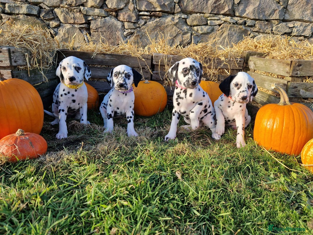 Dalmatian dogs for sale: KC Registered Dalmatian Puppies  - Advert 4