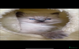 Ragdoll cats for stud: Gccf & TICA CARRYING CHOCOLATE  gccf ragdoll stud  in Merthyr Tydfil - Image 9