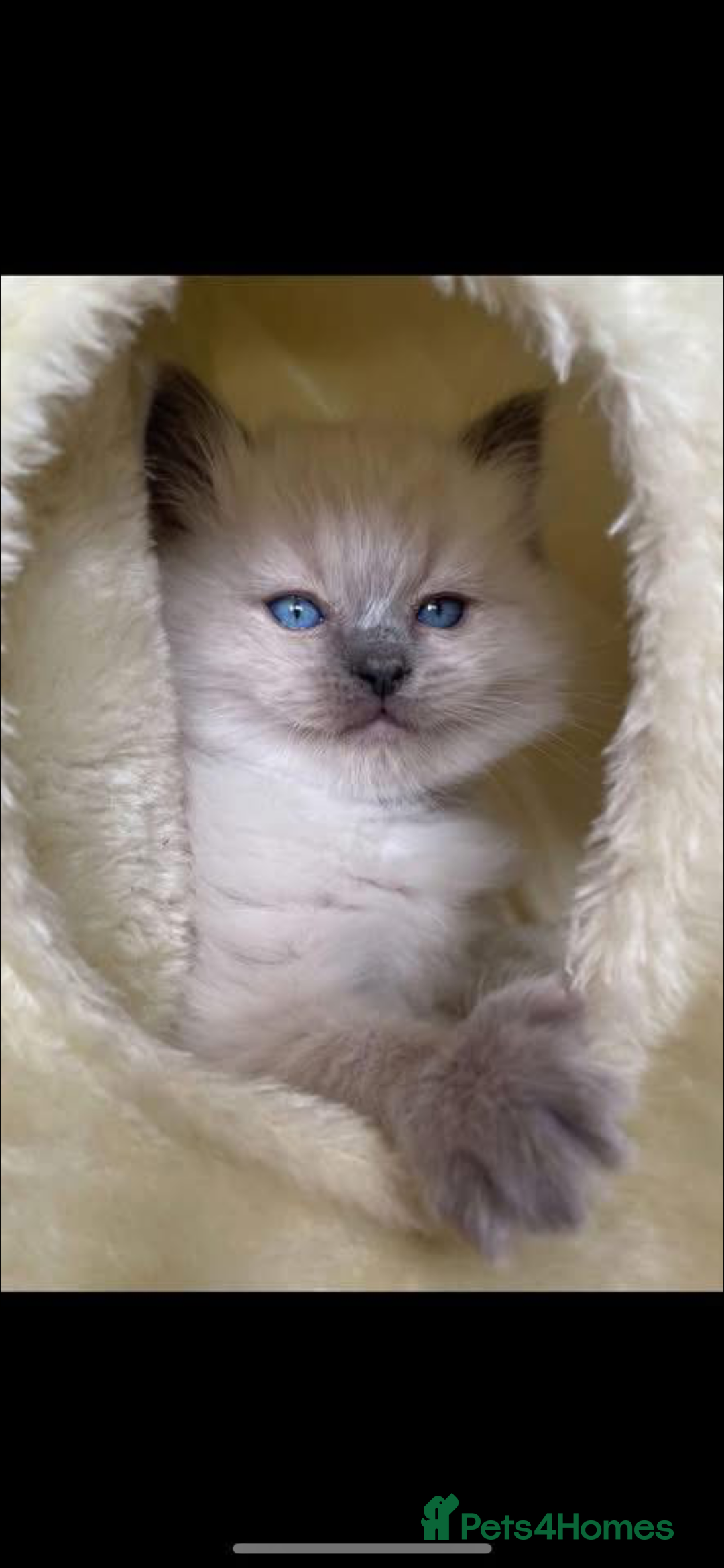 Ragdoll cats for stud: Gccf & TICA CARRYING CHOCOLATE  gccf ragdoll stud  in Merthyr Tydfil - Image 9