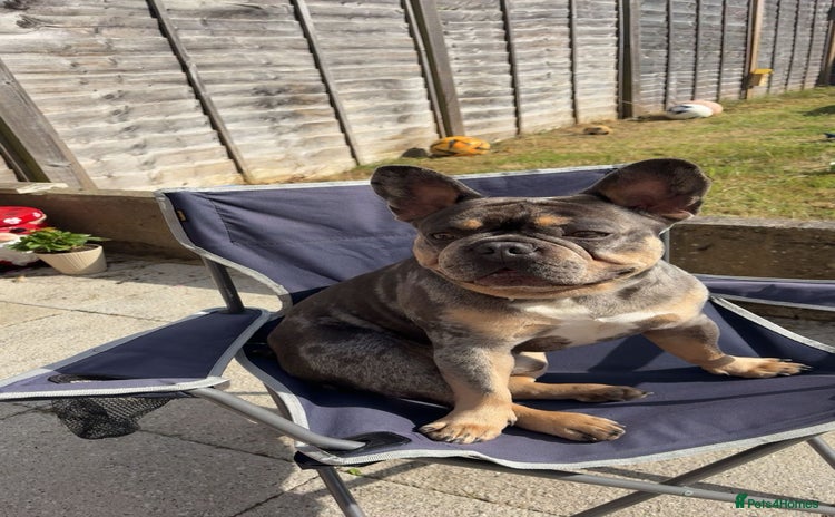 French Bulldog dogs - Advert 7