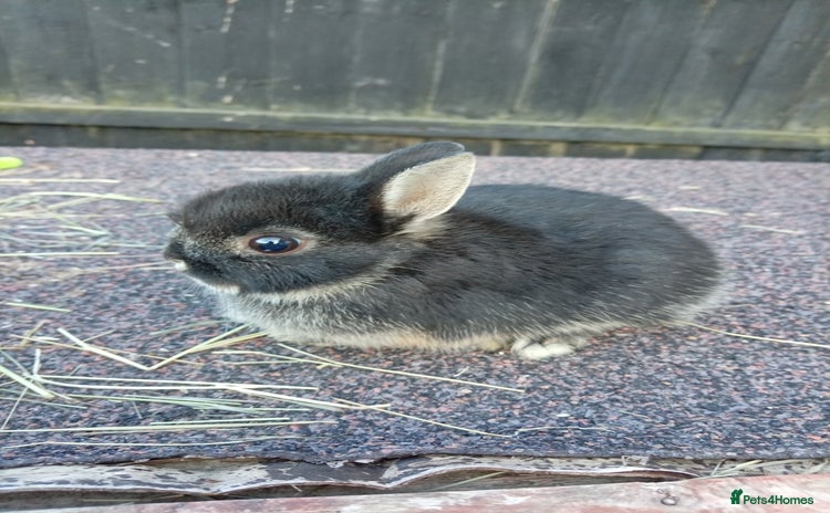 Netherland Dwarf rabbits - Advert 4