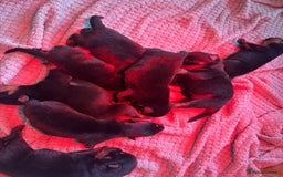 Rottweiler dogs for sale: Pedigree German chunky Rottweiler puppies  - Image 9
