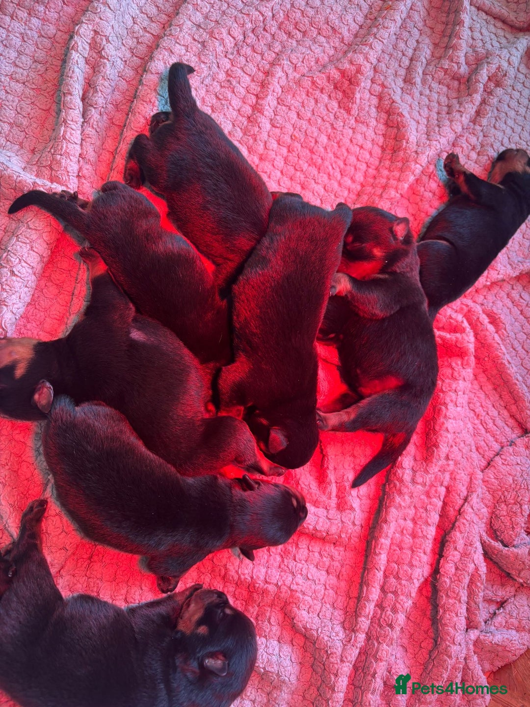 Rottweiler dogs for sale: Pedigree German chunky Rottweiler puppies  - Image 9