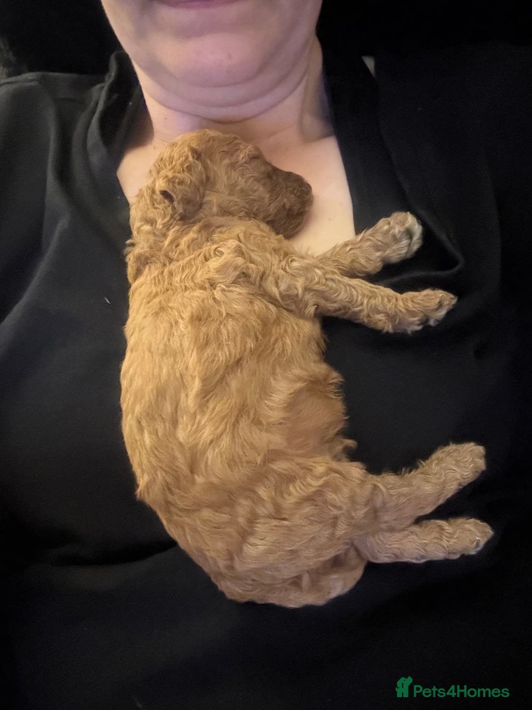 Cockapoo dogs for sale: F1bb mini cockapoo puppies  - Image 7