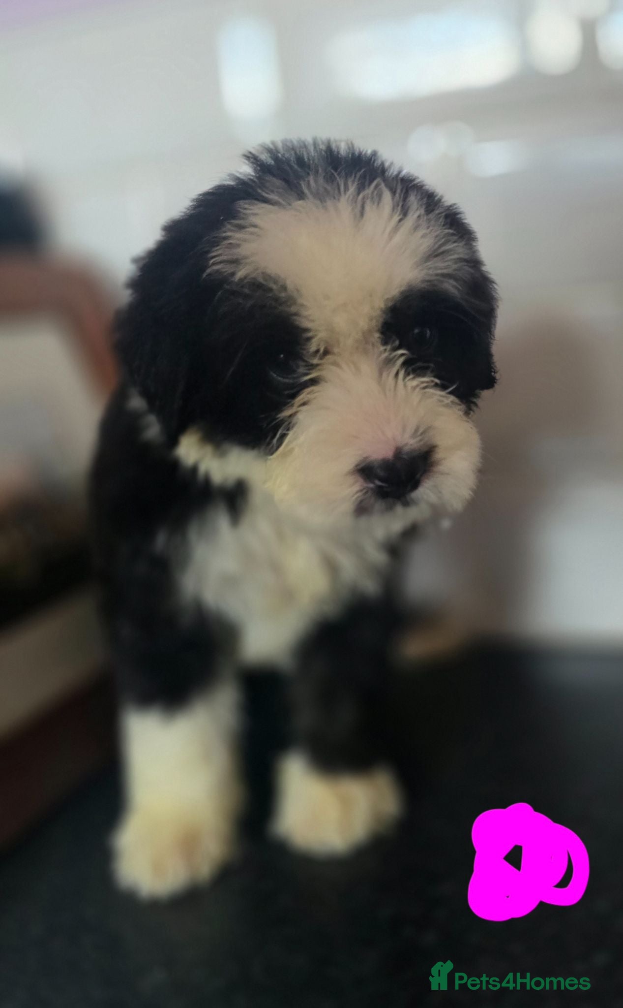 Mixed Breed dogs  old english sheepdog x bernese mountain dog puppy - Advert 19