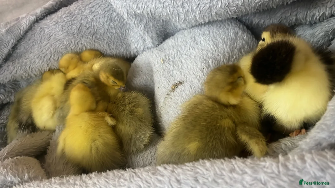 Ducks poultry for sale: Muscovy ducklings for sale  - Advert 6
