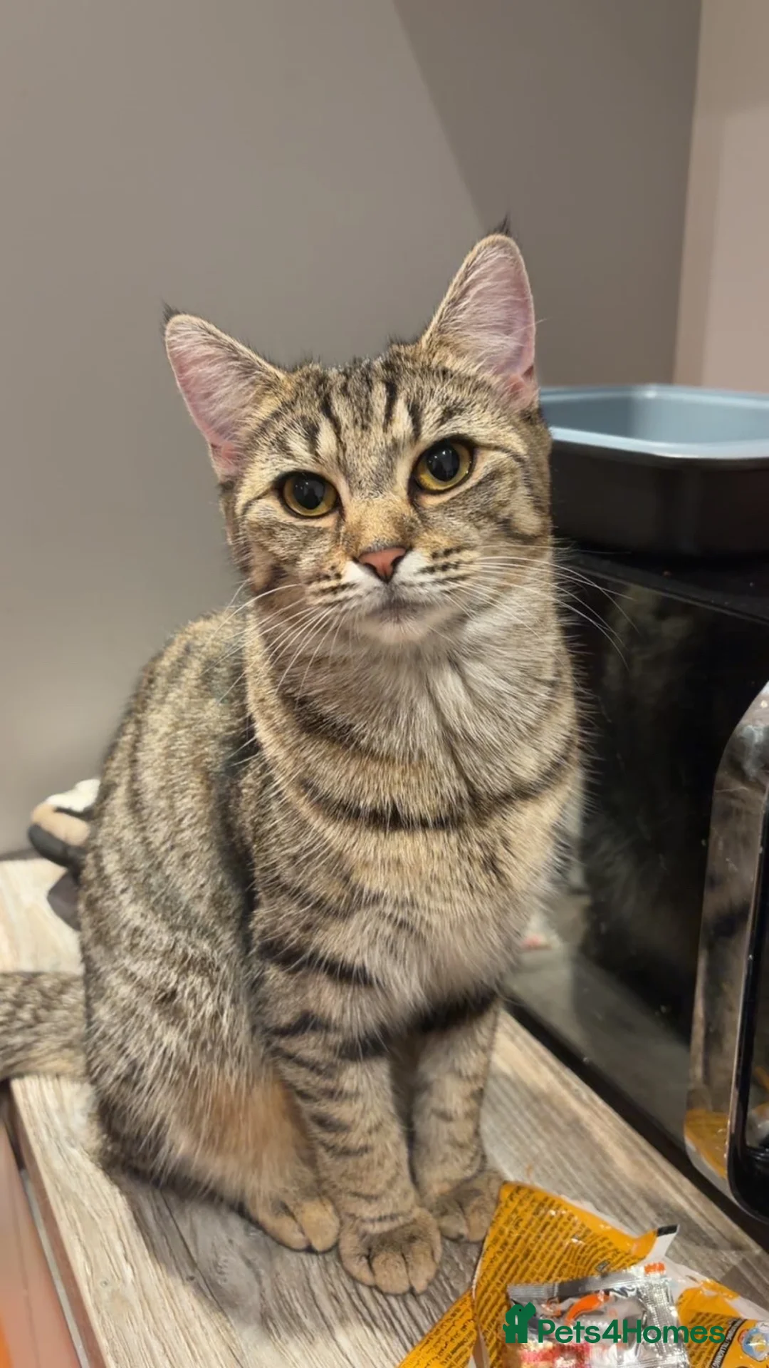 Mixed Breed cats for sale: Cat for sale  in Birmingham - Advert 1